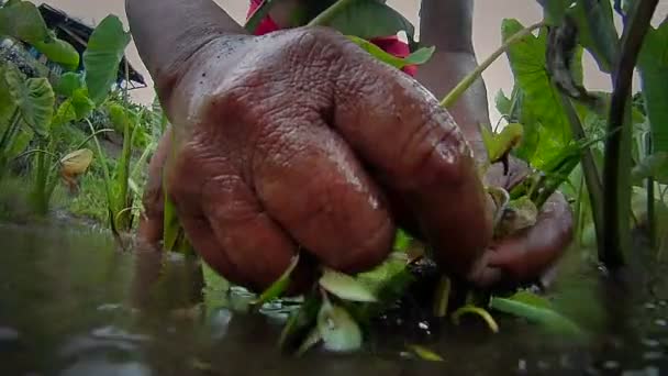 Уроженец Гавайев готовит корень таро руками — стоковое видео
