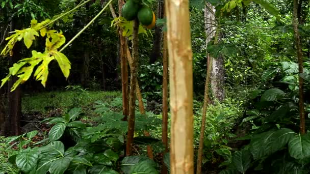 Bewegende schot door een regenwoud of jungle — Stockvideo