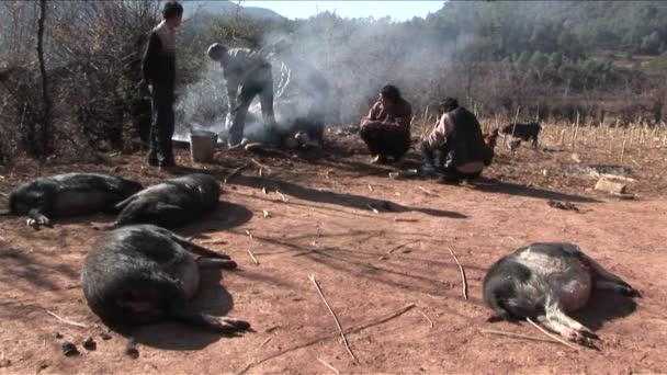 Domuzlar katlettiler ve akşam yemeği için hazırlanan — Stok video