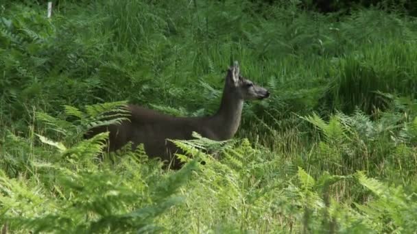 Un ciervo en hierba verde alta . — Vídeos de Stock