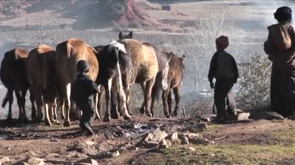 A család, a pásztorok vezet a szarvasmarha — Stock videók