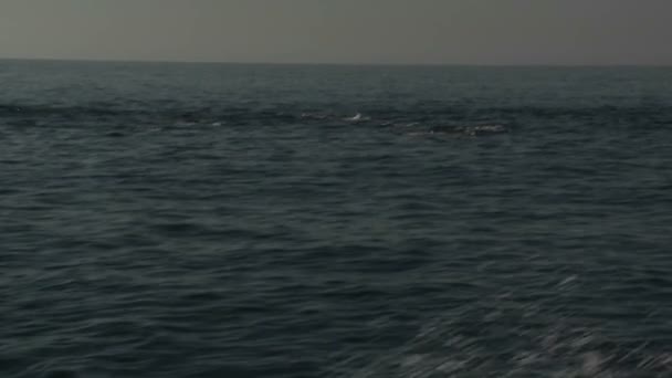 Дельфины играют в воде — стоковое видео
