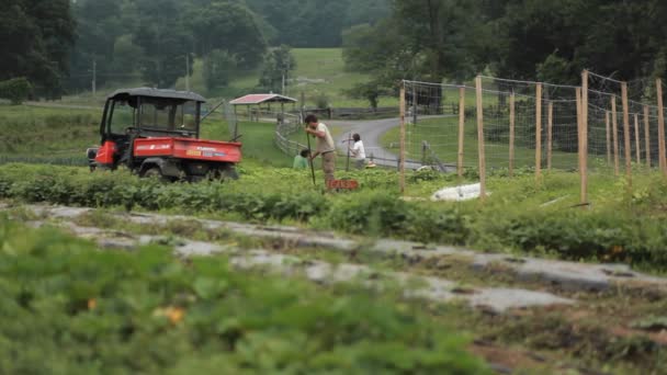 Los trabajadores trabajan en un campo agrícola — Vídeo de stock