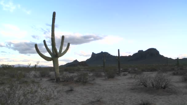 Cepillo del desierto se mueve por una brisa ligera — Vídeos de Stock