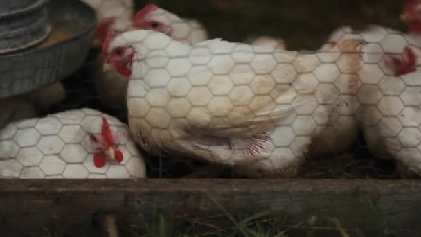 母鸡在围栏里关闭 — 图库视频影像