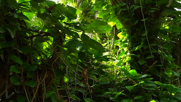 Shot through dense rainforest — Stock Video