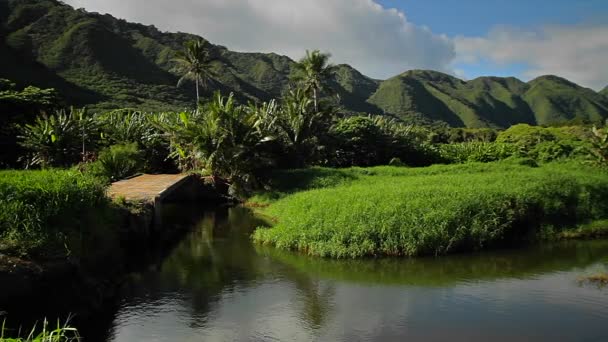 Havajské džungle krajina s kaňony — Stock video