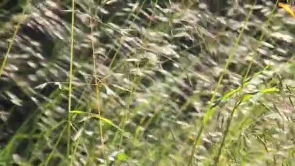 Gräser, die im Wind wehen — Stockvideo