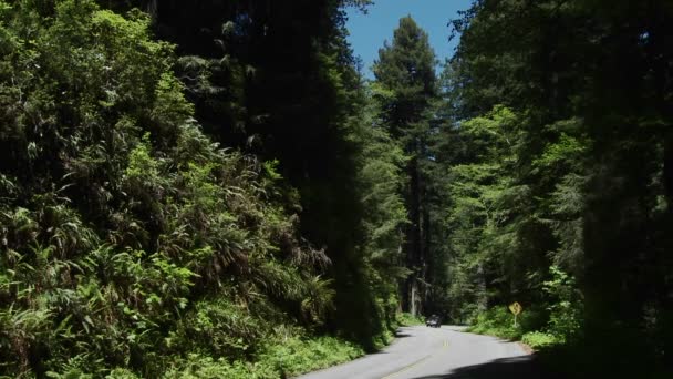 Auto's rijden door de Redwood bossen van Californië. — Stockvideo