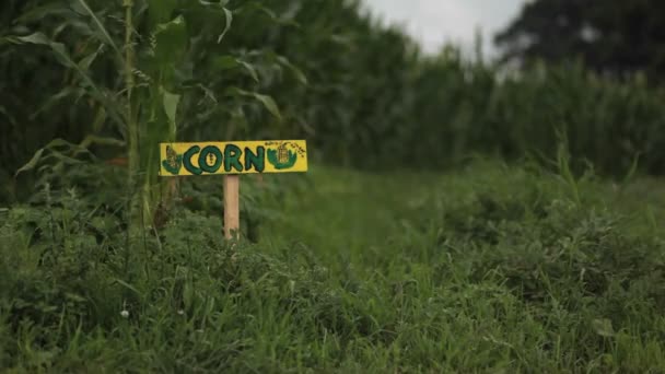 En skylt läser "Majs" i ett fält på en gård — Stockvideo