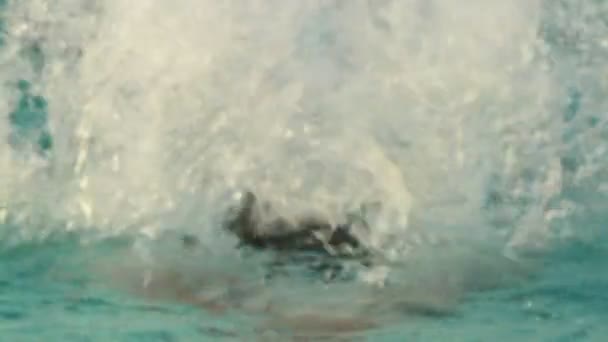 Een zwemmer kop in een pool — Stockvideo