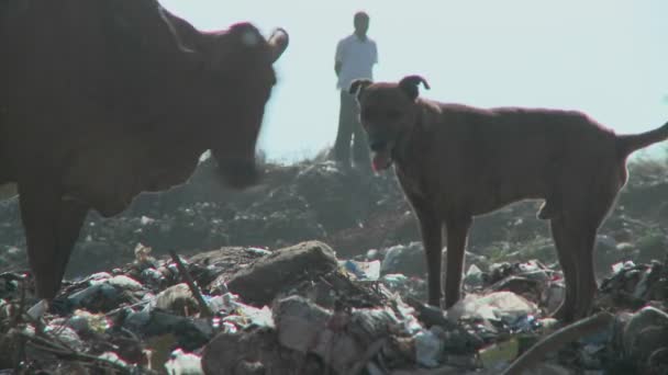 Hond en koe in vuilnisbelt. — Stockvideo