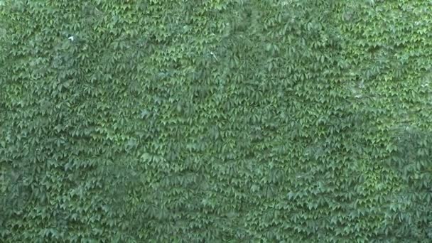 Πράσινο τοίχο με φύλλα που ταρακουνήθηκε από τον άνεμο — Αρχείο Βίντεο