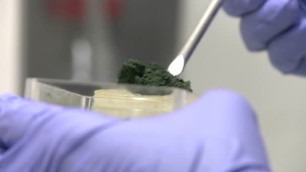 Frozen cyanobacteria algae into a measuring plate — Stock Video