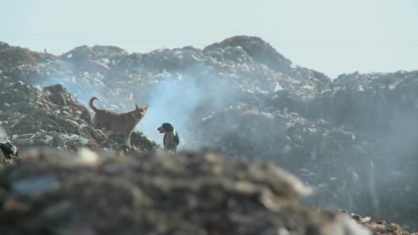 Hunde gehen auf Müllbergen spazieren — Stockvideo