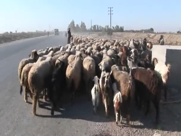 Un homme troupeau de moutons — Video