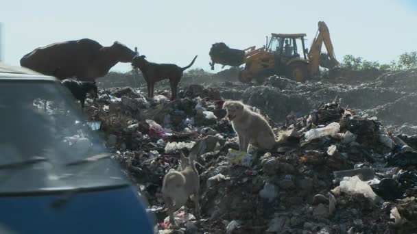 Psy i krowy chodzić po śmieci — Wideo stockowe