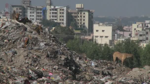 Dogs walk through garbage — Stock Video