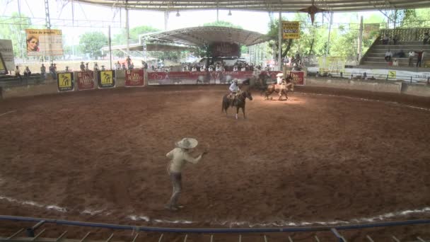 Un cow-boy mexicain lassos un cheval avec une corde — Video