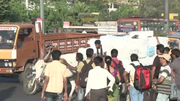 I buoi trasportano un carro carico attraverso una strada — Video Stock