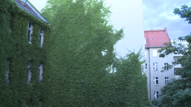 Grüne Wand mit Blättern, die vom Wind erschüttert werden — Stockvideo