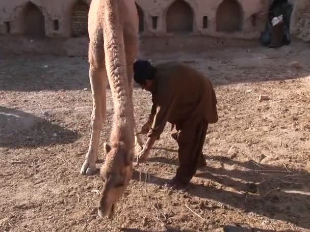 Een man en een kameel in Iran — Stockvideo