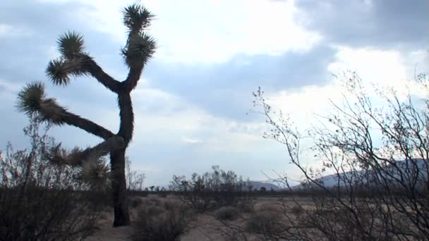 En yucca träd står i öknen — Stockvideo