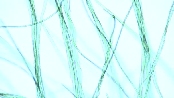 Ленты водорослей или нити, которые перемещают их клеточную структуру — стоковое видео