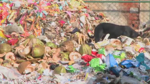 Un perro en un montón de basura junto a un camino en la India — Vídeos de Stock