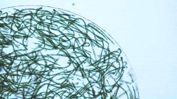 Микроскопический вид мешков — стоковое видео