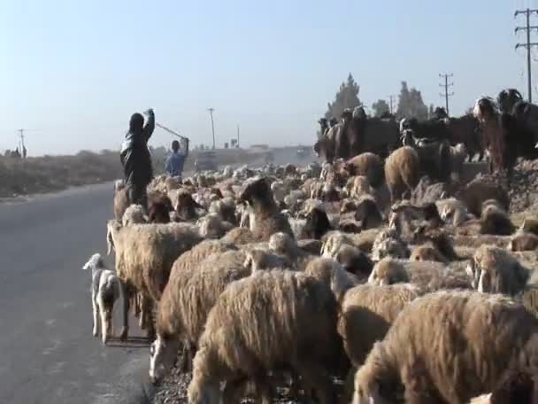 Un homme troupeau de moutons — Video