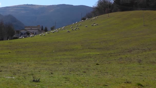 Moutons mangent de l'herbe dans un champ — Video