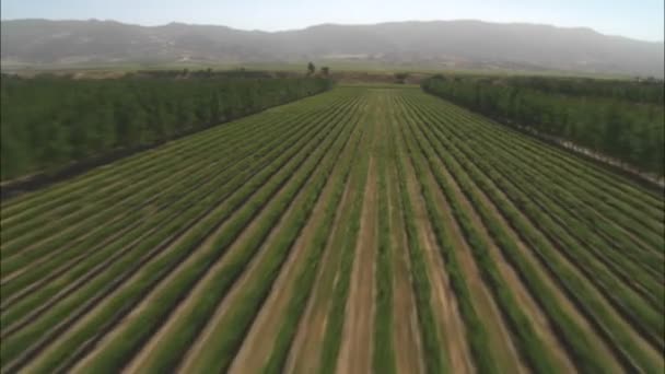 Wijngaarden in de vallei van Salinas — Stockvideo