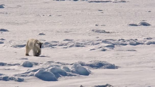 Urso polar caminhando no gelo do mar — Vídeo de Stock