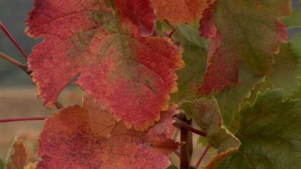 Autumn grape leaves — Stock Video