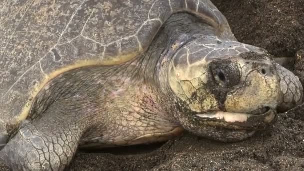 Turtle makes its way up a beach — Stock Video