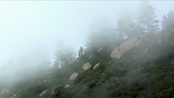 Туман катится над лесистым склоном горы — стоковое видео
