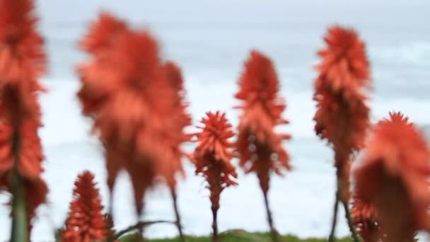 Rote Aloe-Blüten — Stockvideo