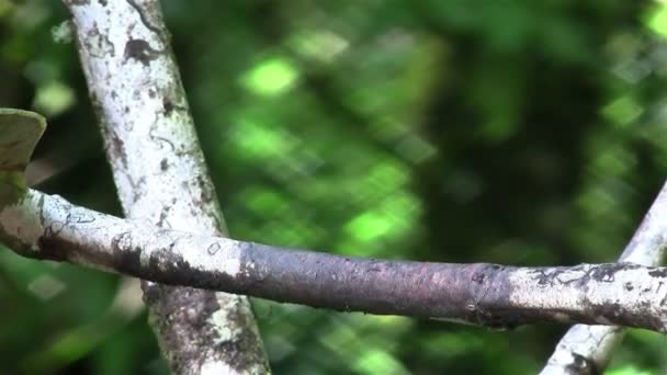 Zwei Kolibris im Kampf — Stockvideo