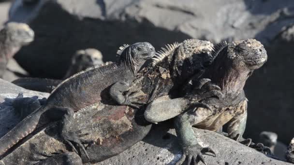 Marine iguanas snorting on Punta Suarez — Stock Video