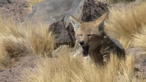 Пустынная лиса в альтиплано — стоковое видео