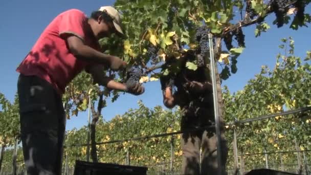 Mężczyzn, zbierając czerwone wino z winogron — Wideo stockowe