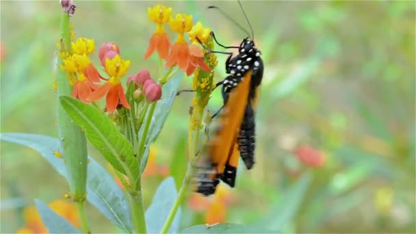 Monarchfalter streckt seine Flügel aus — Stockvideo