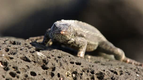 Lagarto de lava atornillado en Punta Espinoza — Vídeos de Stock