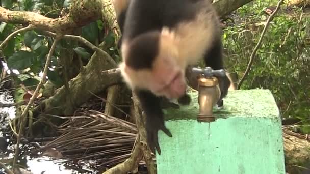 Monkeys drink from fountain. — Stock Video