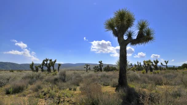 Clouds blowing with Joshua trees — Stock Video