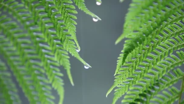 Gotas de agua se acumulan en las hojas de helecho — Vídeos de Stock