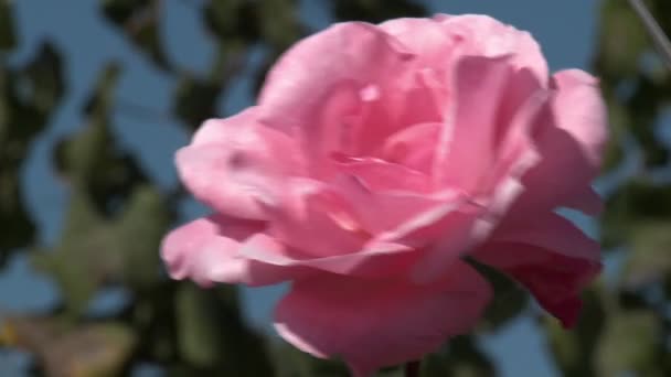 Rosa rosa en un viñedo cerca de Talca — Vídeo de stock