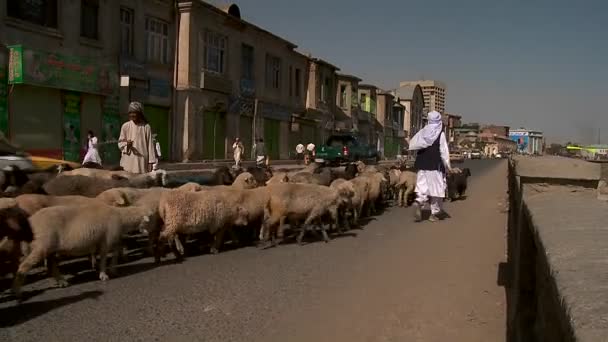 Pastýř jednotky kozího a jehněčího masa prostřednictvím centra města Kábulu — Stock video