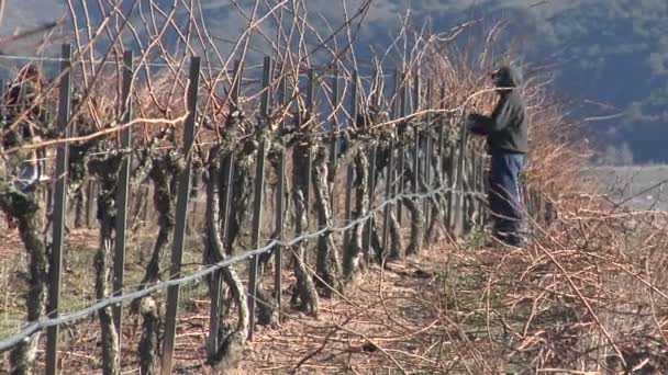 Trabalhadores poda de uvas dormentes videiras — Vídeo de Stock
